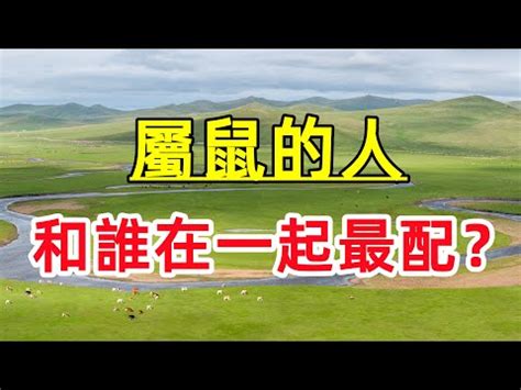 豬龍鼠馬的意思|【豬龍鼠馬是什麼意思】揭秘「豬龍鼠馬」的隱藏玄機：探。